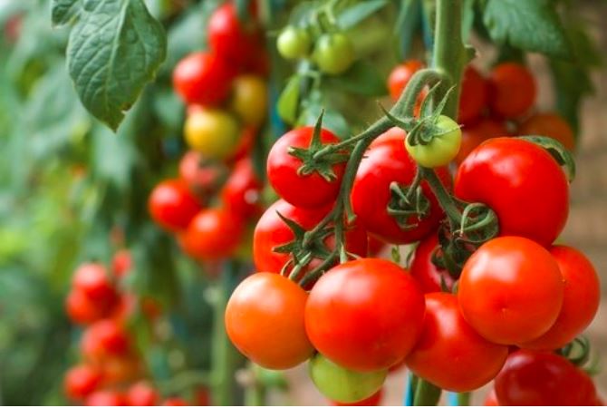 Cà chua cung cấp sắt, vitamin A, C và E